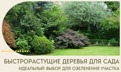 Быстрорастущие деревья для сада идеальный выбор в Отрадном
