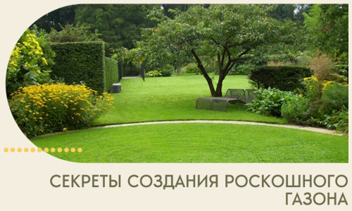 Секреты создания роскошного газона в Отрадном